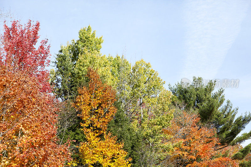 秋天，在加拿大魁北克的La Mauricie国家公园拍摄的各种颜色的美丽树木。